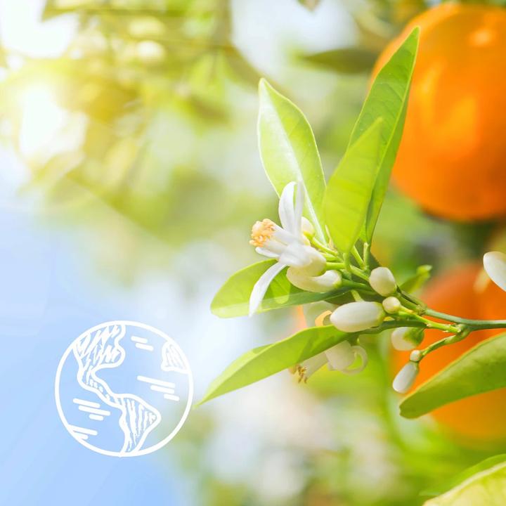 Produktbild Le Petit Marseillais Duschcreme Orangenblüten BIO (250 ml)