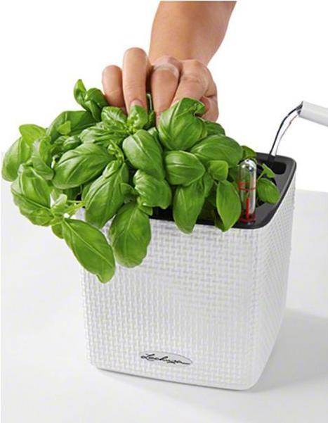 Image du produit Lechuza Couleur du cube (14 x 14 x 13.50 cm)