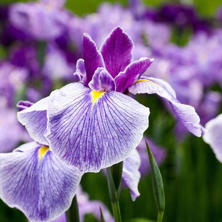 Immagine prodotto Swissforce Antirughe (15 ml)