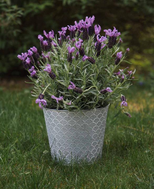 Image du produit Esmée Pot de fleurs / cache-pot Orient, tôle (20 cm)