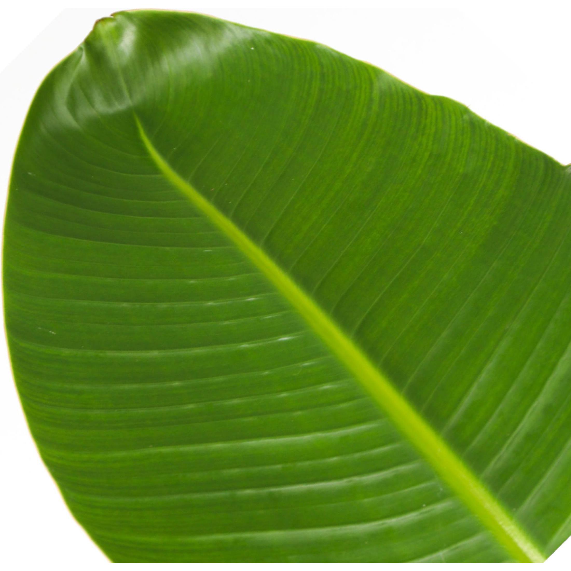 Thumbnail - Plant in a Box, Pflanzen, Strelitzia Nicolai - Paradiesvogelblume (55 cm)