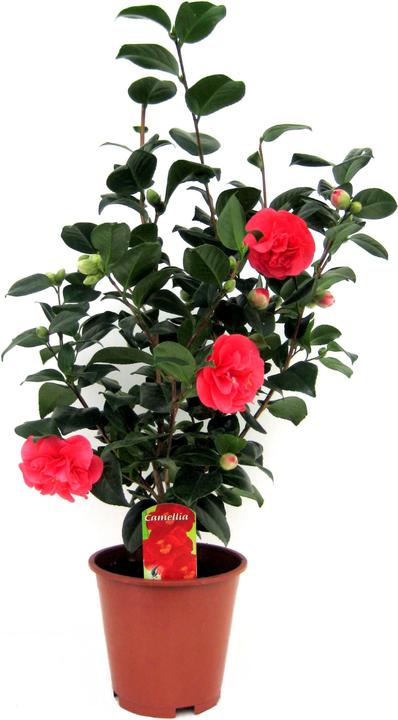 Immagine prodotto Plant in a Box Camellia japonica Lady Campbell - Kamelie (60 cm)