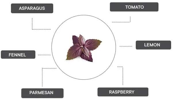 Actual product image Véritable Lingot Purple Basil BIO