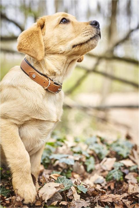 Image du produit Laboni Collier Nappa Amici M (M, Chien, Général)