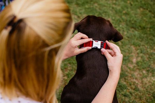 Produktbild Nobby Halsband Classic Preno Royal (XS, Hund, Allgemein)