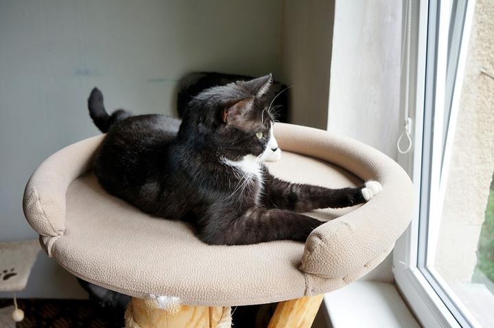 Produktbild Pet Homes NATURHOLZ CRANS MONTANA, Teflon (185 cm, Grey)