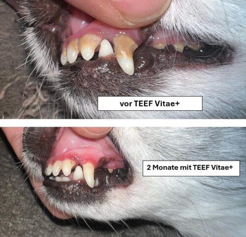 Image du produit Teef Vitae+ Soins dentaires (Chien, Chat)