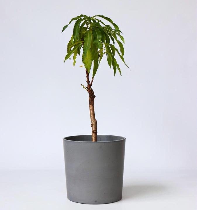 Image du produit Plant in a Box Prunus 'Bonanza' - Pêcher (60 cm)