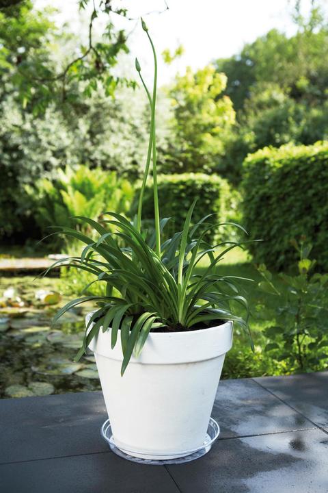 Produktbild Elho Untersetzer transparent ø42cm