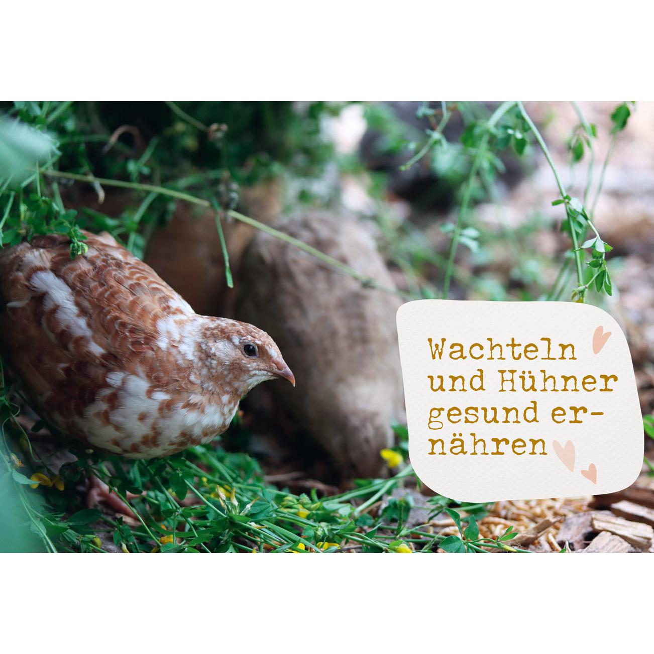 Thumbnail - Was sucht das Huhn im Kräuterbeet?, Ratgeber von Anne Baresch
