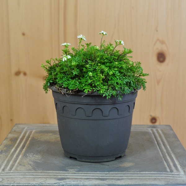 Actual product image Säntispracht Set of 3, The cushion-forming alpine daisy - Pritzelago alpina Crystal Carpet (12 cm)