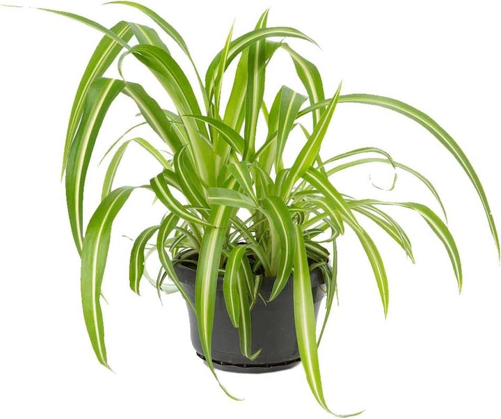 Actual product image VEG and the City Wani (green lily Chlorophytum comosum) (30 cm)