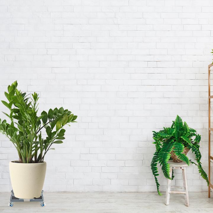 Image du produit Relaxdays Rouleau à plantes