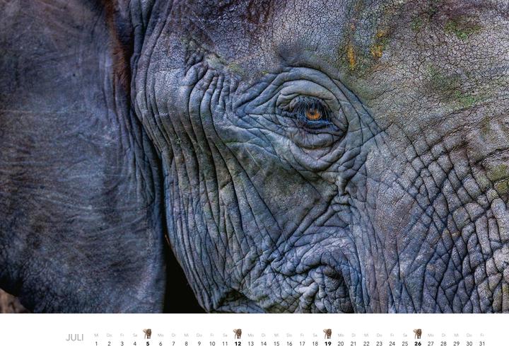 Produktbild Elefanten Kalender 2026