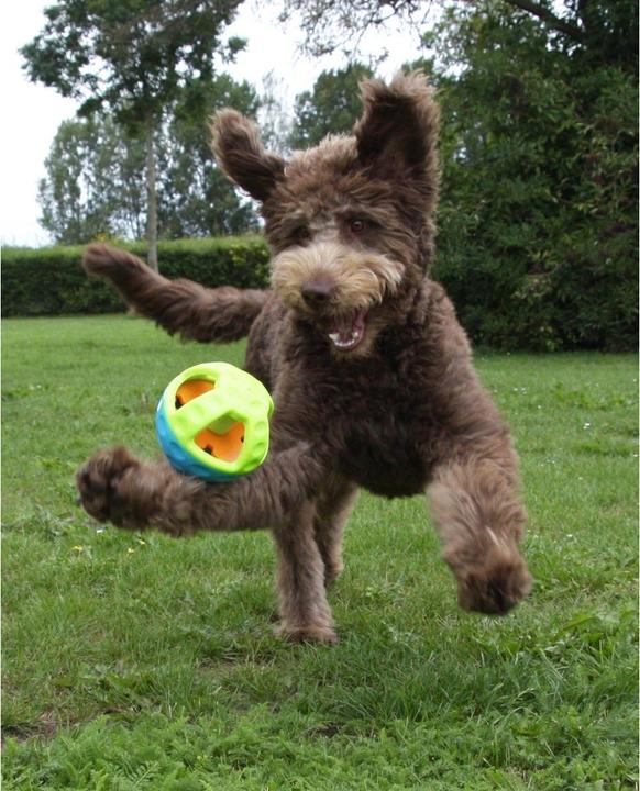 Actual product image Nobby TPR Toy Active (Dog chew toy)