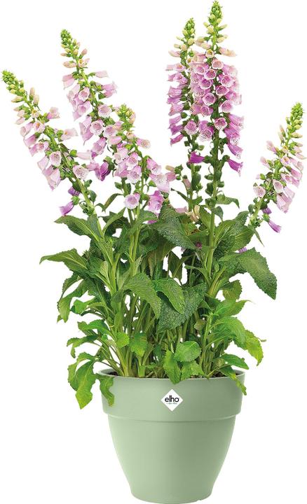 Actual product image Elho Vibia Campana (30 x 26 cm)