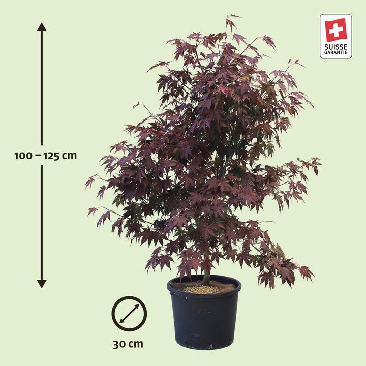 Image du produit Zulauf Japanischer Fächer-Ahorn / Acer palmatum 'Atropurpureum' (125 cm)