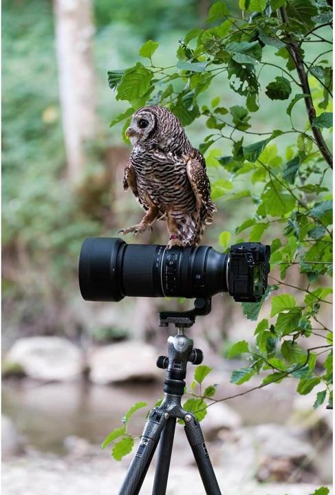 Actual product image Tamron AF 150-500mm F/5.6-7 Di III VC VXD Fuji X (Fujifilm X, full size)