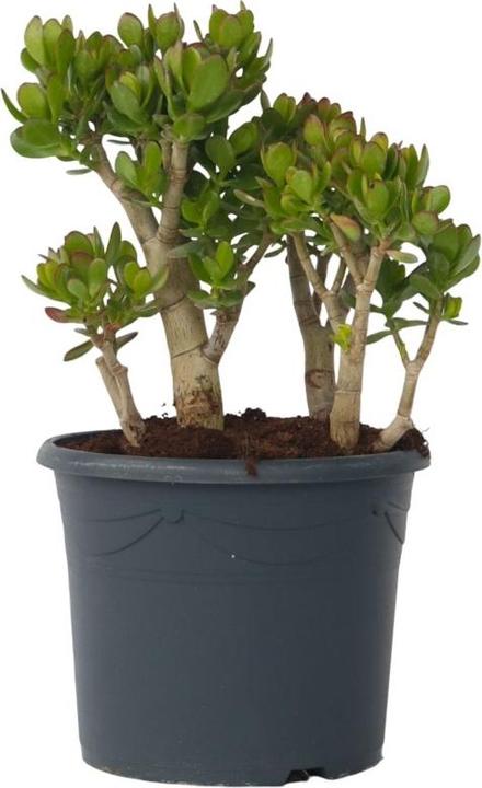 Immagine prodotto Plant in a Box Crassula ovata Minor - Jadepflanze (60 cm)