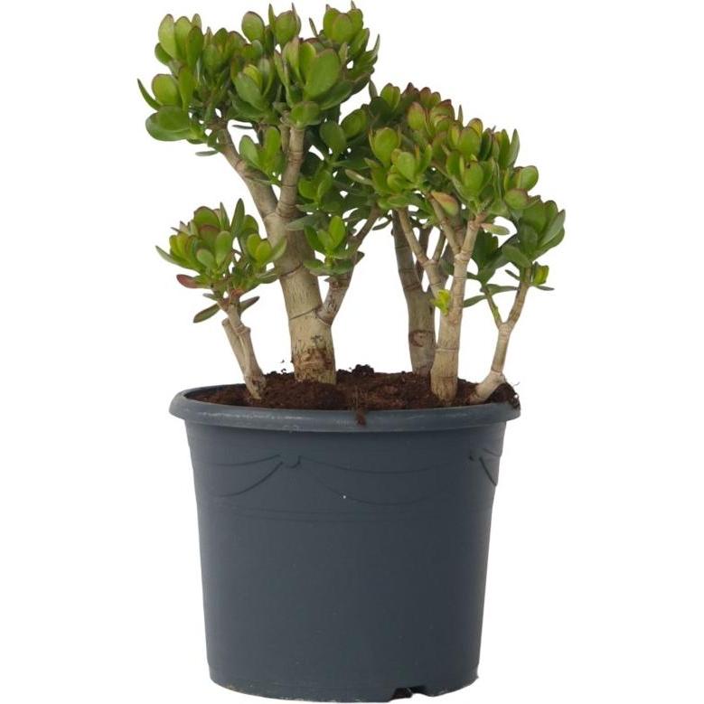 Thumbnail - Plant in a Box, Pflanzen, Crassula ovata Minor - Jadepflanze (60 cm)