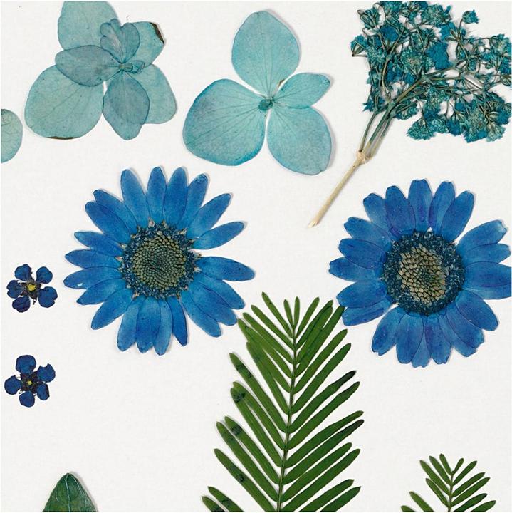 Immagine prodotto Creativ Company Fiori pressati (2 x 15 x 20 cm)