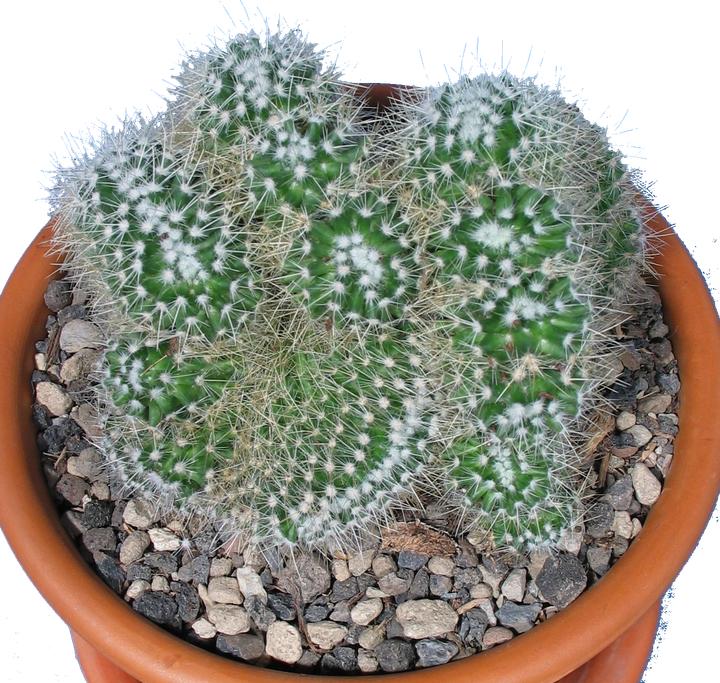 Produktbild Kakteen Gautschi Mammillaria pringlei cristata (20 cm)