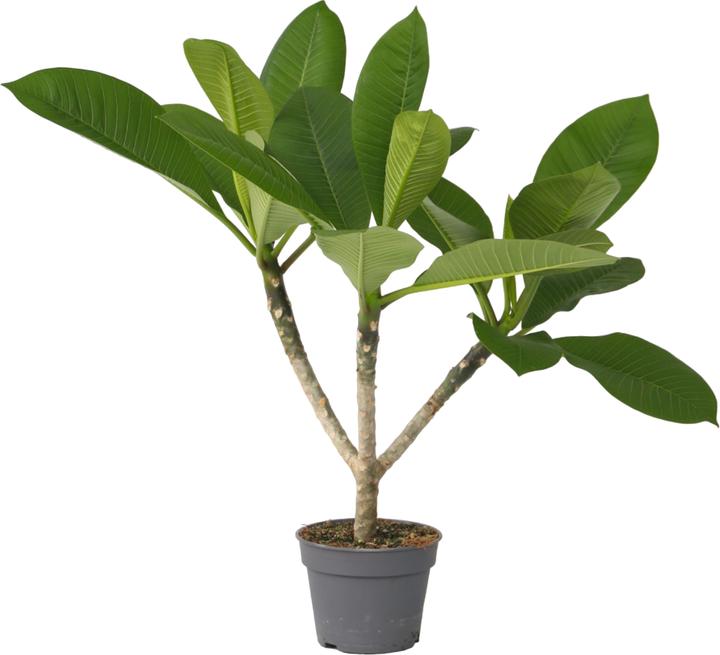 Produktbild Plant in a Box Plumeria Frangipani - Hawaii pflanze (54 cm)