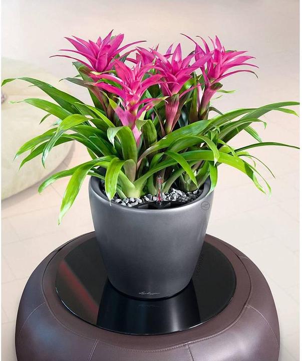 Image du produit Lechuza Classico (22 x 20 cm)