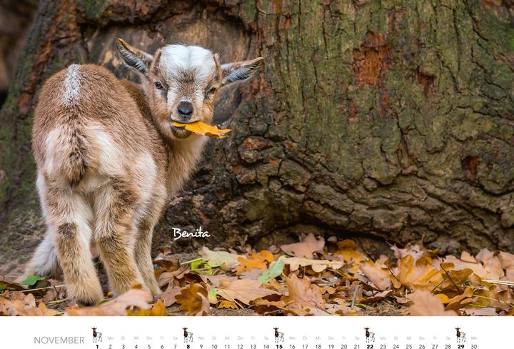 Produktbild Kalender Zwergziegen 2026 (Spezial)