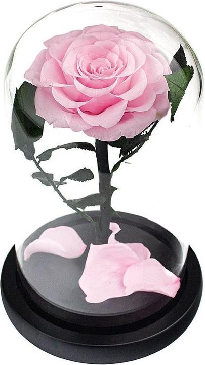 Immagine prodotto JTI Rosa grande in una campana di vetro - Rosa (1x)