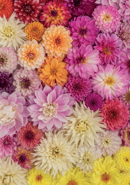 Immagine prodotto Piatnik Dalie (1000 pezzi)