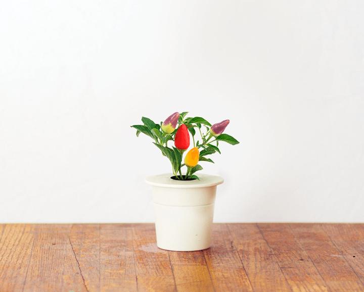 Image du produit Click and Grow Chili (Graines de légumes)