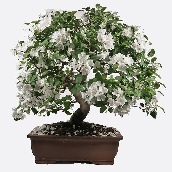Immagine prodotto Bonsai.ch Melo Malus cm
