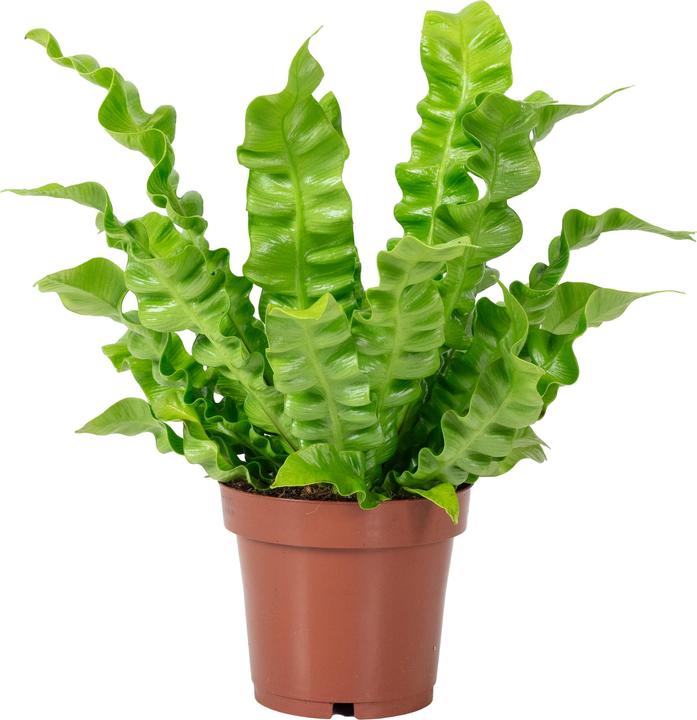 Produktbild Flowerbox Nestfarn - Asplenium nidus 'Crispy Wave' (25 cm)