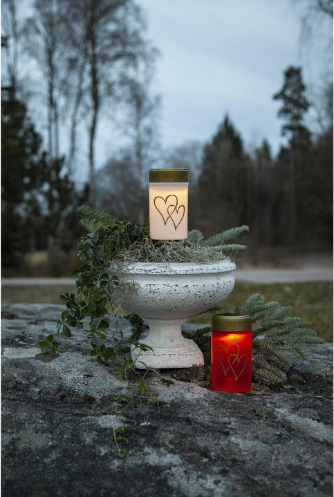 Actual product image Star Trading Hearty