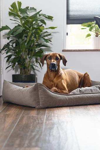 Actual product image Beeztees Veo (Dog)