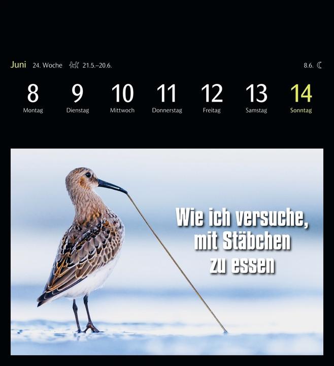 Actual product image Harenberg Animal Memes Postkartenkalender 2026 - 53 tierisch witzige Postkarten (Hardcover, English, German)