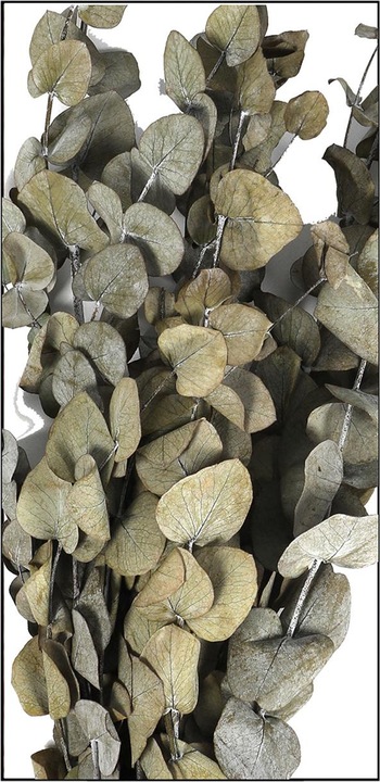 Image du produit Dijk Eucalyptus - Eucalyptus (Fleurs séchées)