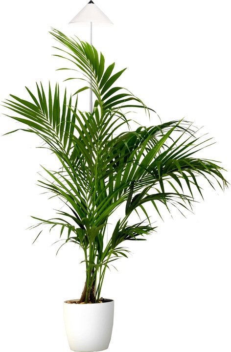 Actual product image Parus by Venso Sunlite XL 25 (LED, 230 V)