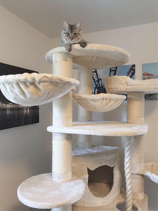 Produktbild Pet Homes Mallorca (192 cm, Crème)