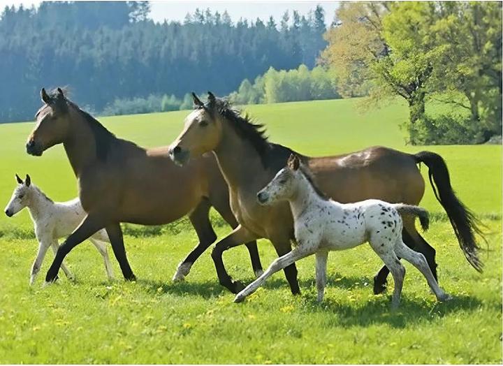 Produktbild Schmidt Spiele Pferde Puzzlebox (148 Teile)