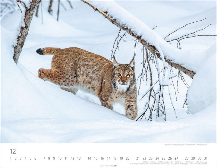 Actual product image Heimische Wildtiere Kalender 2026 (44 x 34 cm)