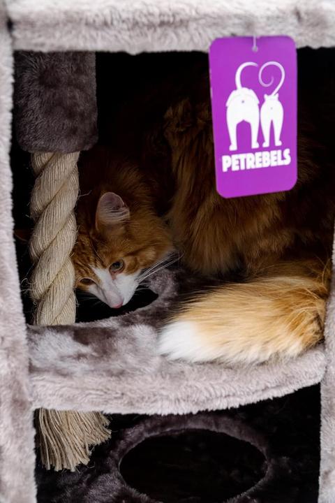 Produktbild Petrebels Superdome (120 cm, Braun)