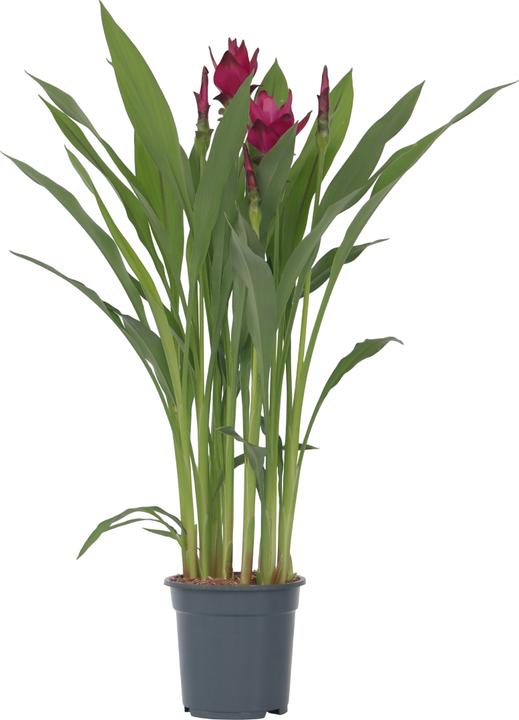 Produktbild Plant in a Box Curcuma alismatifolia - Kurkuma (80 cm)
