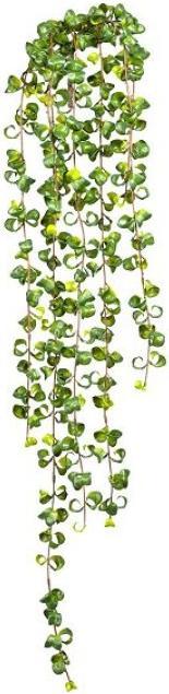 Immagine prodotto Gasper Ficus hängend Barock