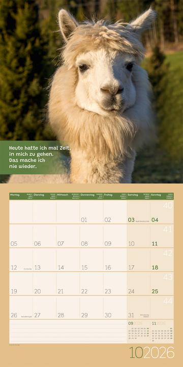 Image du produit No Drama, Lama! Kalender 2026 - 30x30 (30 x 30 cm, Couverture rigide, Allemand)