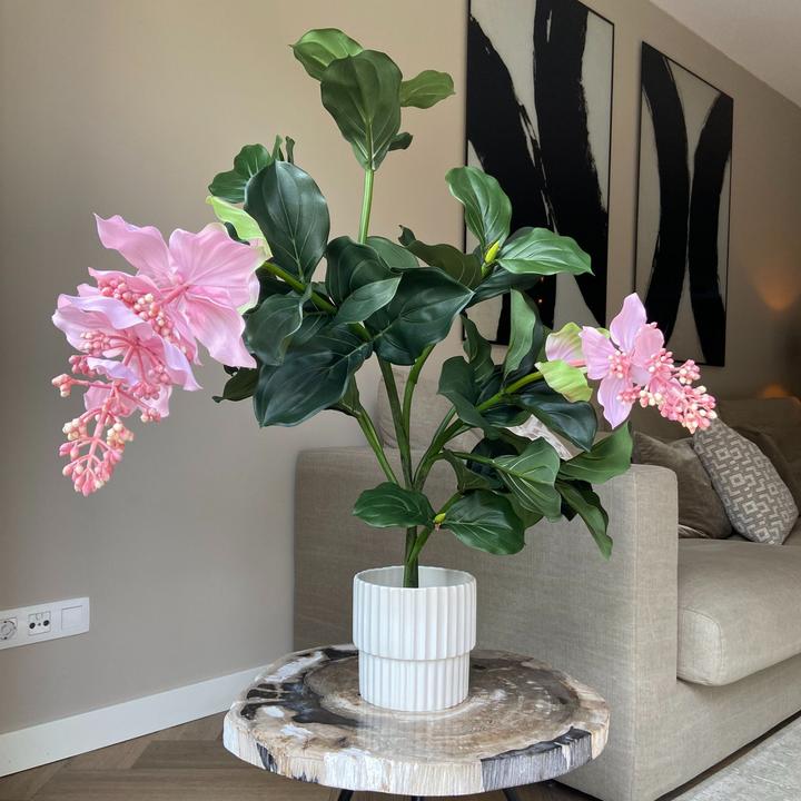 Immagine prodotto Plant in a Box Medinilla - (85 cm)