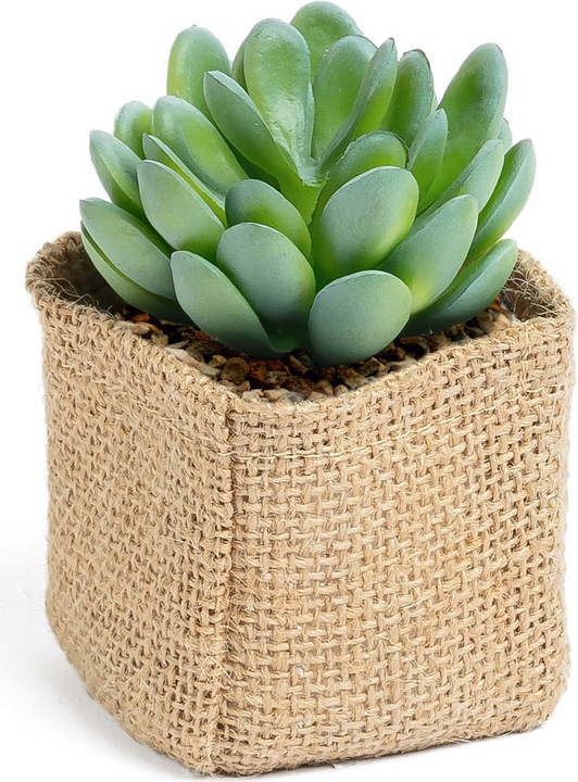 Image du produit Kave Home Pachyphytum (10 cm)