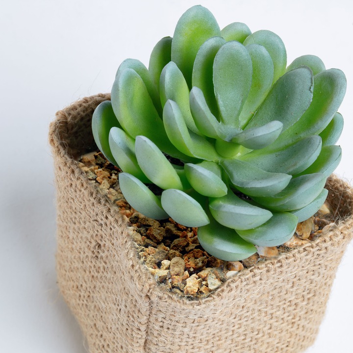 Image du produit Kave Home Pachyphytum (10 cm)