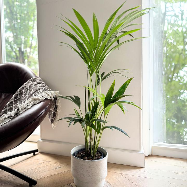 Actual product image Plant in a Box Howea Forsteriana - Kentia Palm (100 cm)